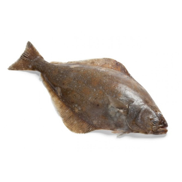 Rombo fresco di pescata