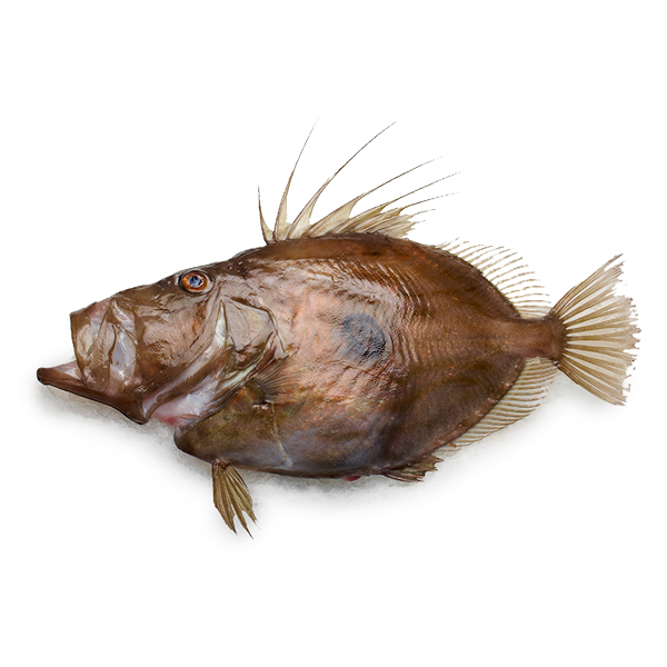 新鮮野生海魴魚