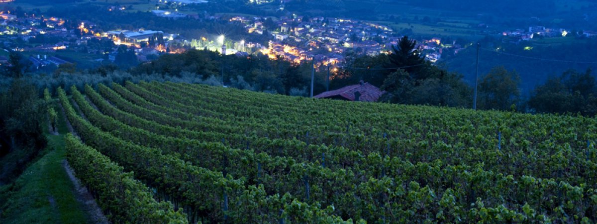 Cantine Majolini