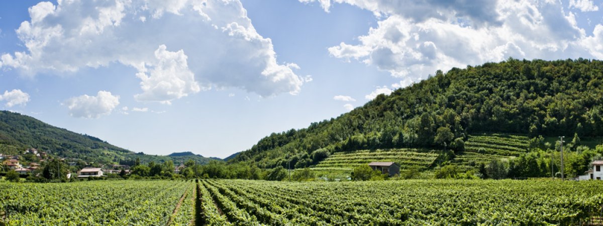 Cantine Majolini