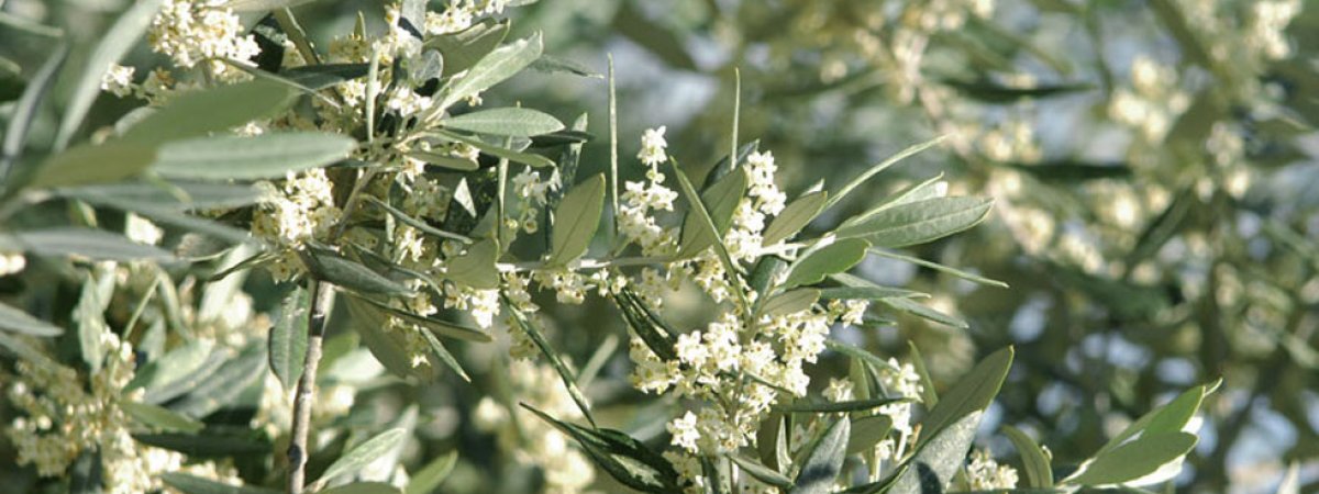 Viola Azienda Agricola