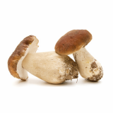 Fresh Italian Porcini Mushrooms