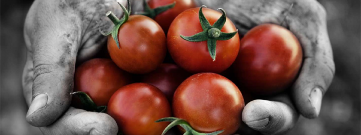 La Bella San Marzano