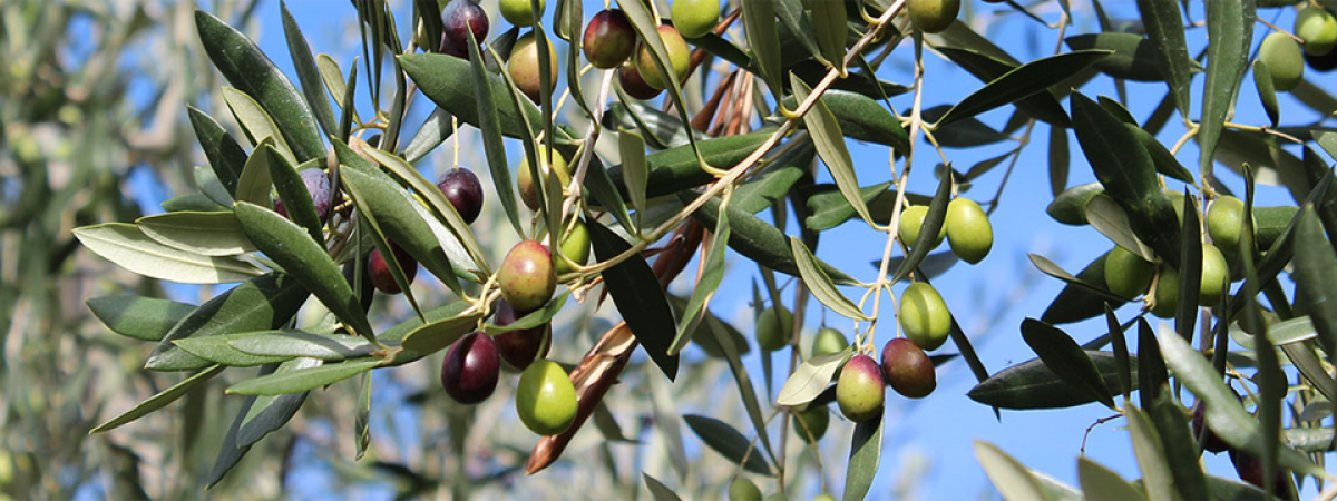 Agraria Riva del Garda Soc. Coop.