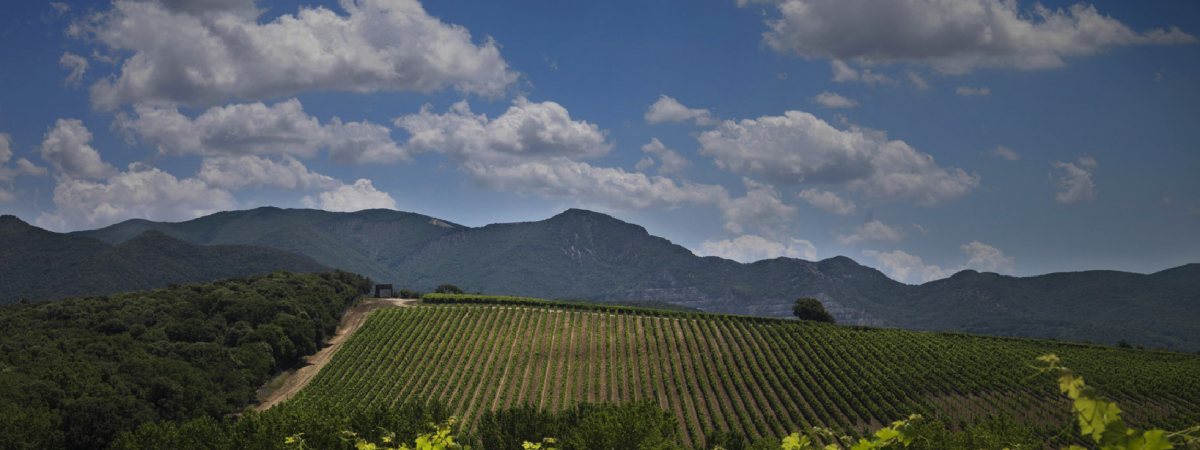 Tenuta Argentiera Bolgheri