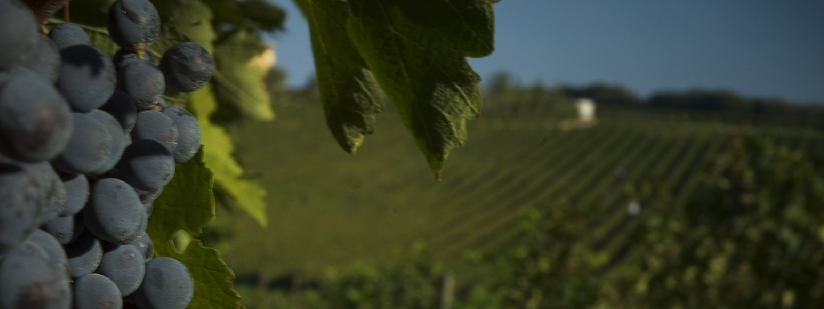 Tenuta Argentiera Bolgheri