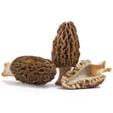 Fresh Morels