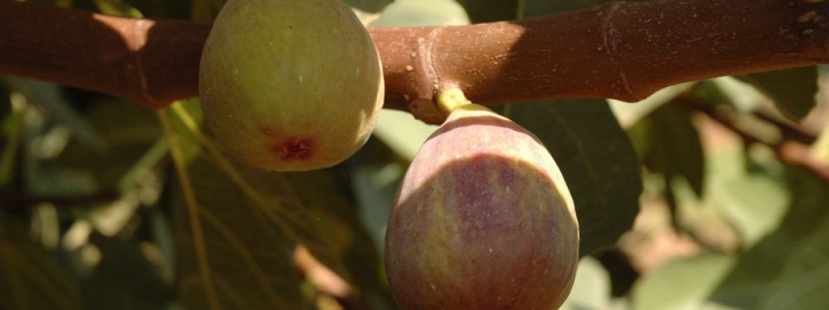 Azienda Agricola G. Ancona