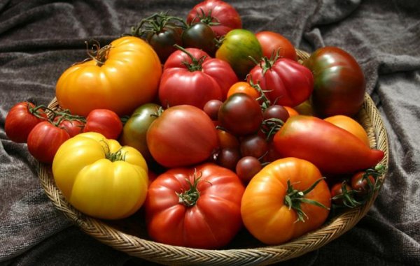 Tomato Mix 5- 6 varieties