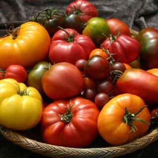 Tomato Mix 5- 6 varieties