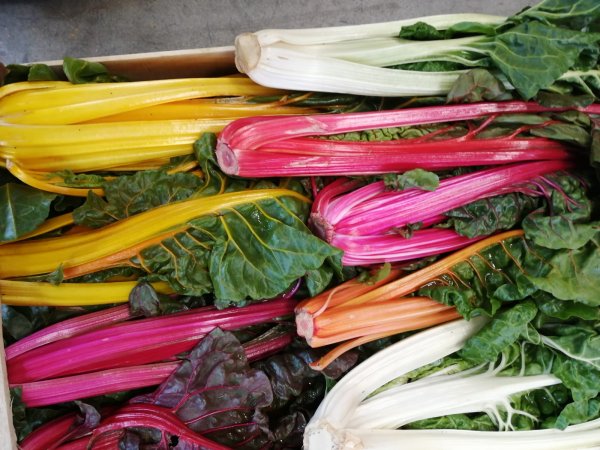 Mix Color Chard