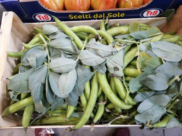Fresh Broad Beans