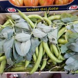 Fresh Broad Beans