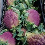 Purple cauliflower