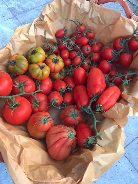 Tomato Mix 9-10 varieties