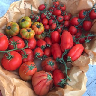 Tomato Mix 9-10 varieties