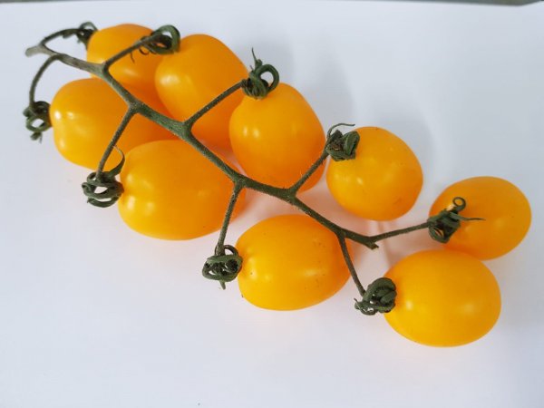 Yellow Date tomatoe
