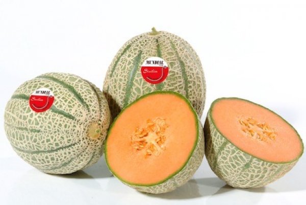 Red Falcon Sicilian Melon