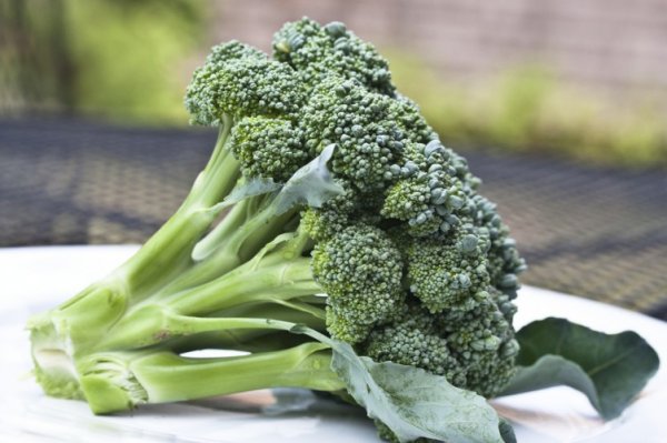 Piedmont Green Broccoli