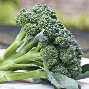 Piedmont Green Broccoli