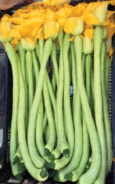 Zucchine Trombetta