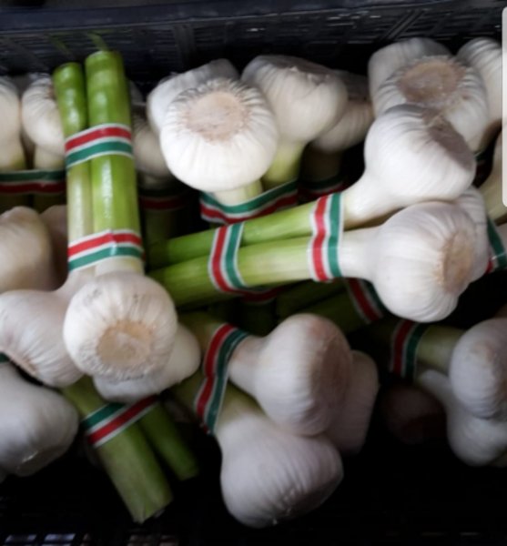 Italian Garlic