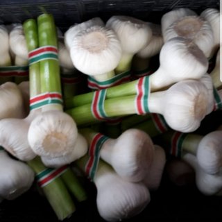 Italian Garlic