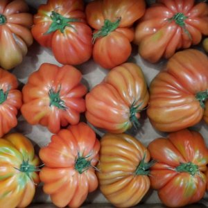 Pomodoro Cuore di Bue