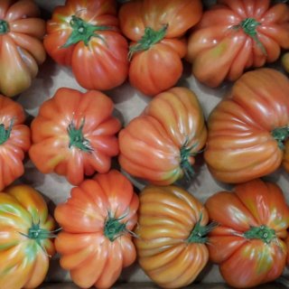 Ox Heart Tomato