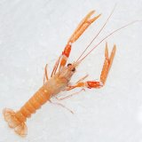 Fresh Scampi Langoustine Giant 250gr