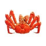 Live Red King Crab 3-3.5Kg