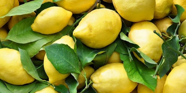 Sorrento lemons IGP with leaves