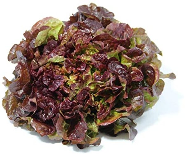 Red Oak Salad - 400gr