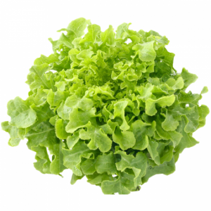 Organic Green Oak Salad - 400gr