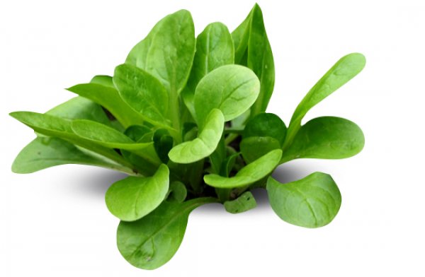 Valeriana Salad