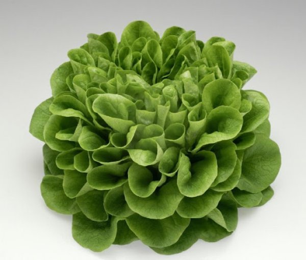 Salanova Lettuce - 200gr
