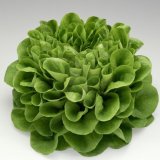 Salanova Lettuce - 200gr