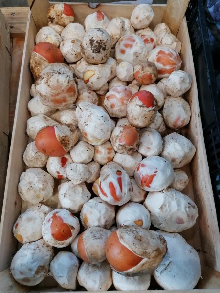 Fresh Ovuli Mushroom (still Closed)