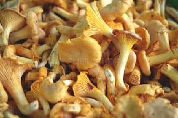 First Fresh Italian Chanterelle Mushrooms
