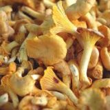 First Fresh Italian Chanterelle Mushrooms