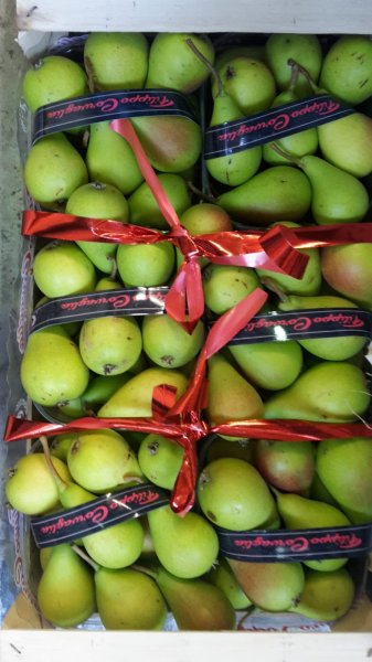 Etruscan Pears