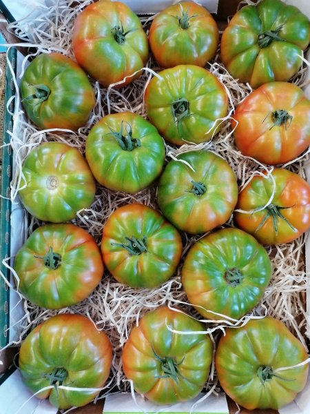 Costoluto Tomatoes
