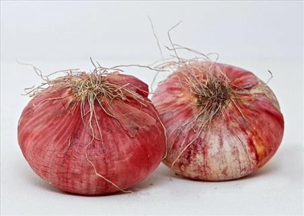 Acquaviva Red Onion