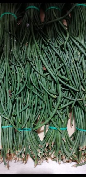 Stringa Beans 200gr