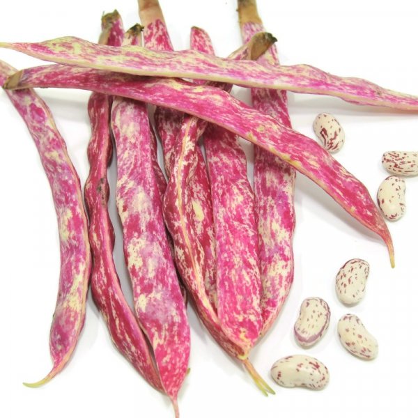 Fresh Borlotti Beans