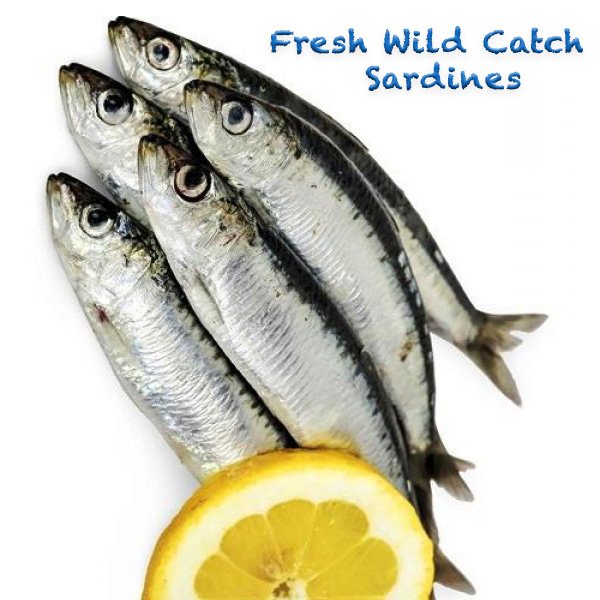 Fresh Wild Catch Sardines