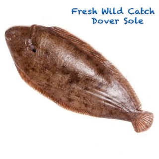 Fresh Wild Catch Dover Sole
