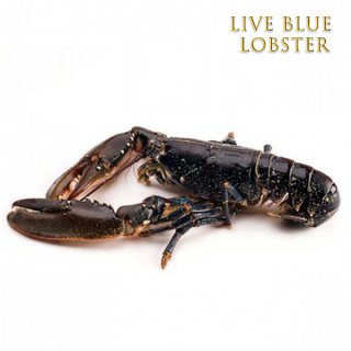Live Blue Lobster