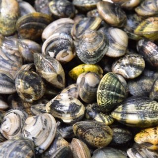 Vongole Veraci Spurgate di Goro