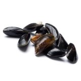 Fresh Mussels from Italy